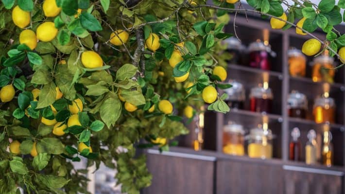 The Lemon Tree (Deventer)